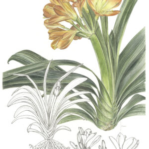 A picture by artist Vicky Hallam, entitled Clivia miniata